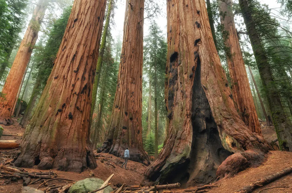 Mighty giant sequoia trees with a person for perspective