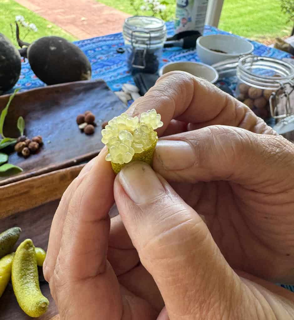 Dale showing finger limes