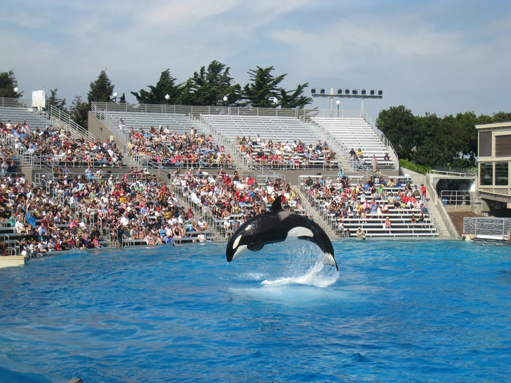 Shamu Orca show at San Diego SeaWorld 2021