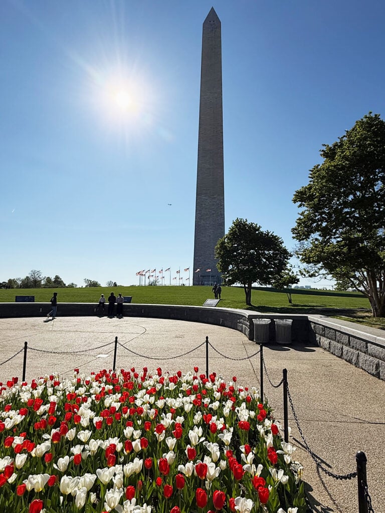 Red and white tulips with the Washington Monument behind