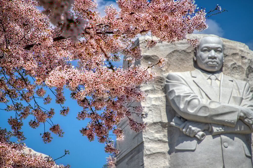 Cherry blossoms in front og Martin Luther King Memorial