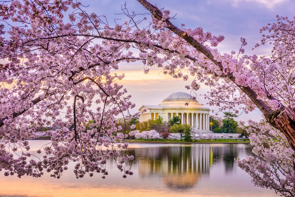 I'm hoping to replicate these stunning blossoms framing the Thomas Jefferson Memorial