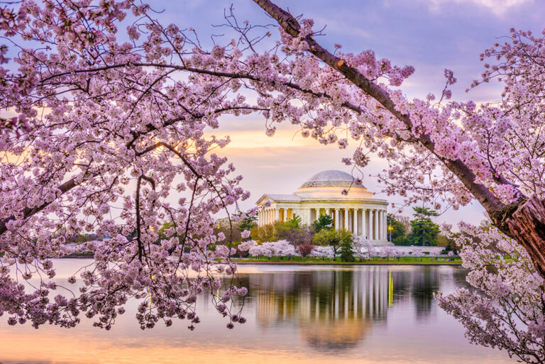 Where (and when) to see Cherry Blossoms in Washington DC