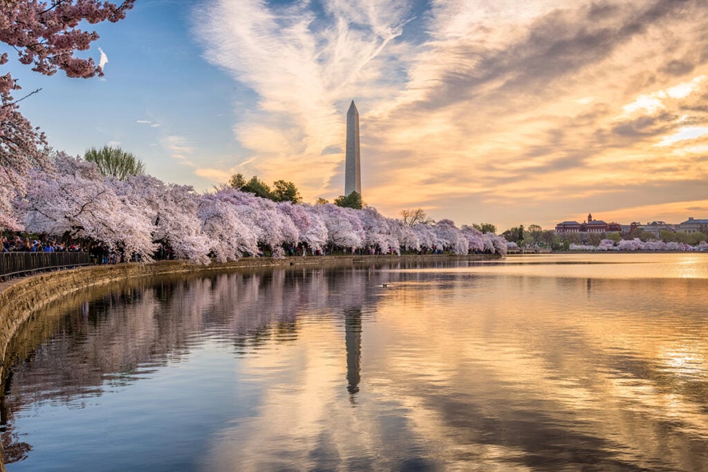 The Washington Monument at sunset across Tidal basin with cherry blossoms