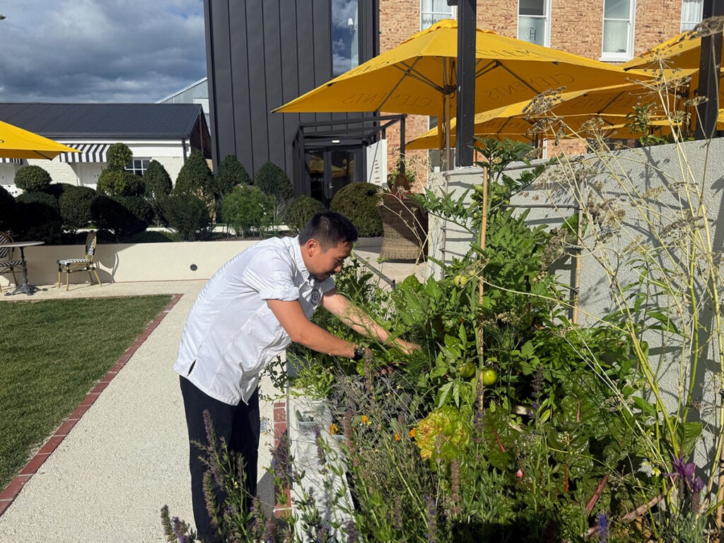 Clements Hotel chef picking herbs in the hotel garden 
