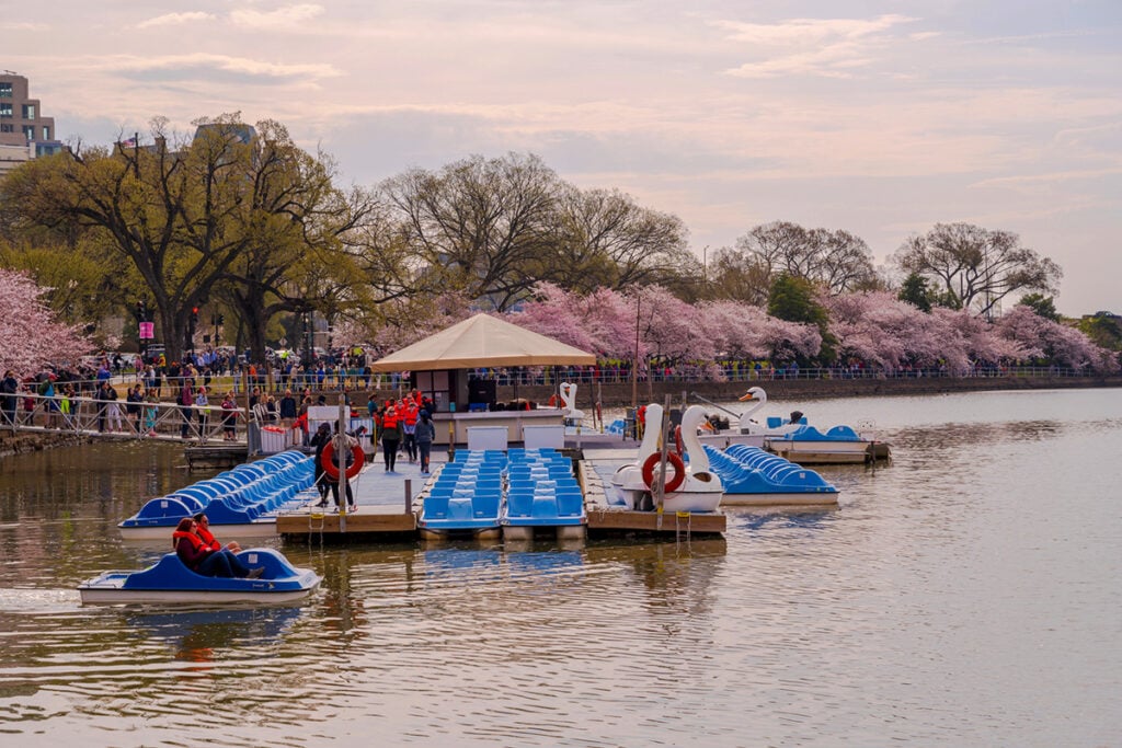 Paddle boats in the tidal basin