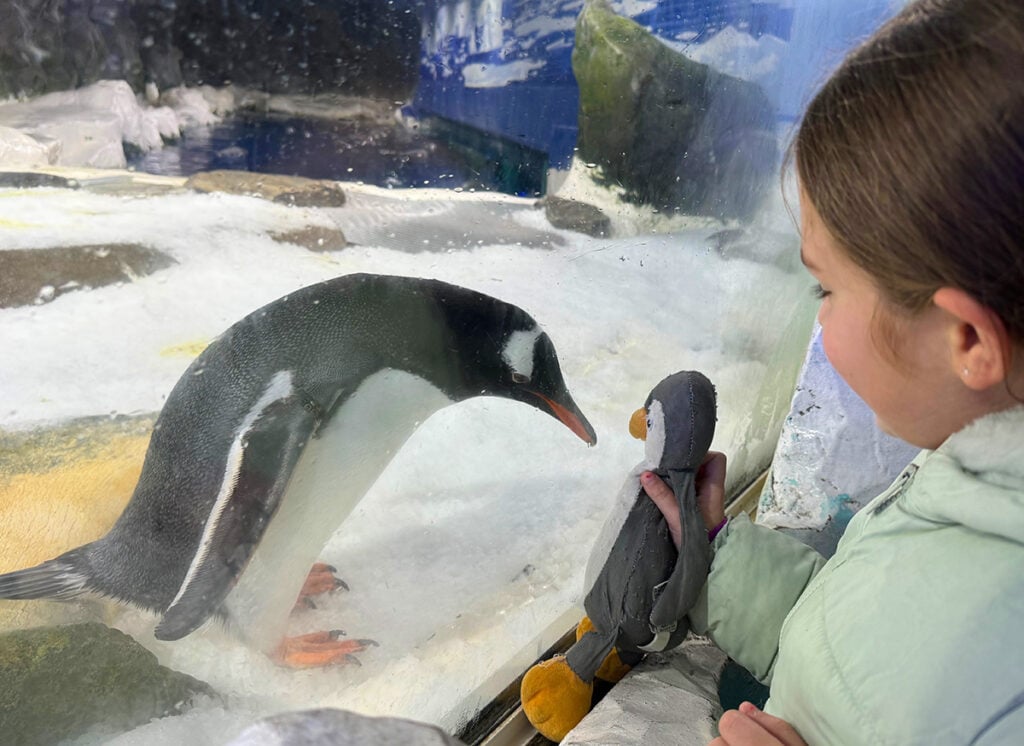 My niece introducing her pengi toy to the real thing through the glass at Kelly Tartlton's!