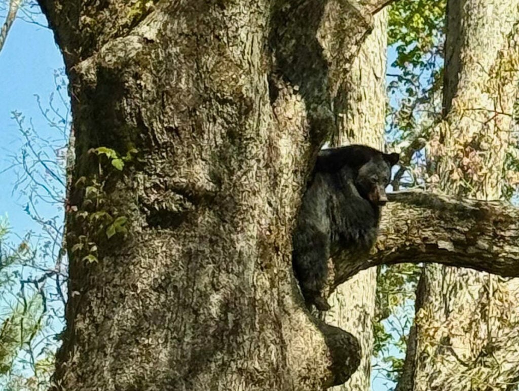 Little black bear in a tree along the Cades Cove drive