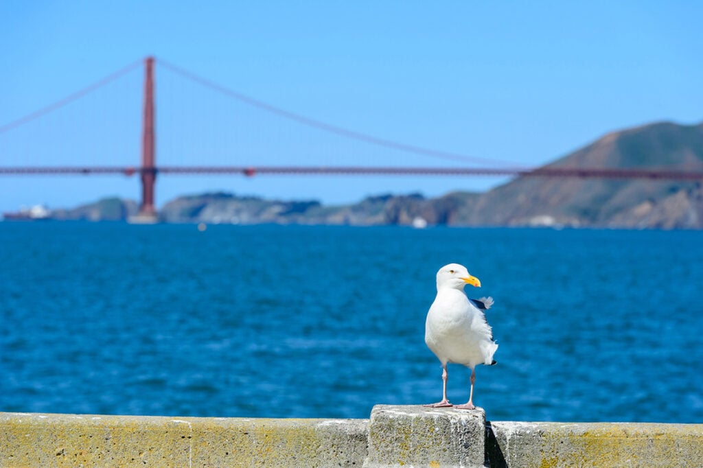 Seagull on wall with Golden Gate Bridge in the background