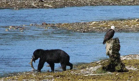 Bears in Alaska