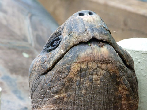 Auckland zoo Galapagos