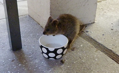 Geordie Cafe quokker