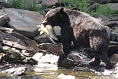 A brown bear in Alaska walking along the river while holding a salmon in its mouth.