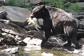 A brown bear in Alaska walking along the river while holding a salmon in its mouth.