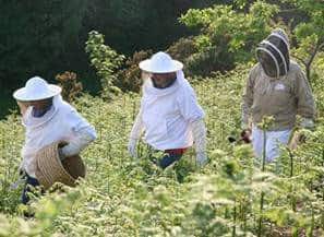 save the bee