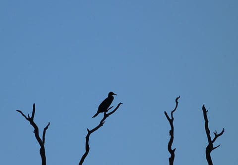 Birds on the Murray River