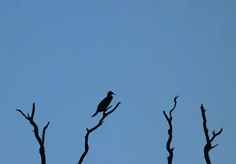 Birds on the Murray River