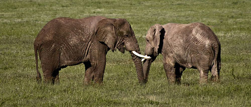 ivory anniversary gifts