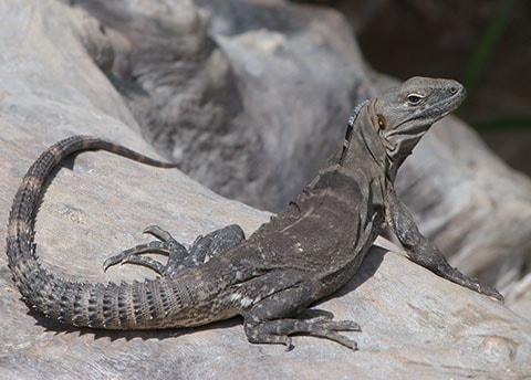 Iguana Mexico Faces of Mexico 2