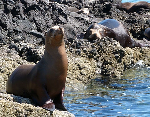 Seal colony La Paz Faces of Mexico 4