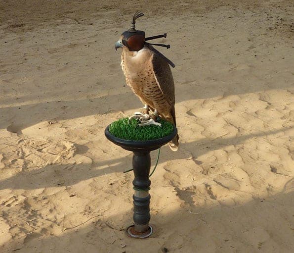 Gizmo the falcon