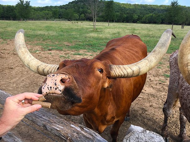Feed the long horn cattle on the ranch