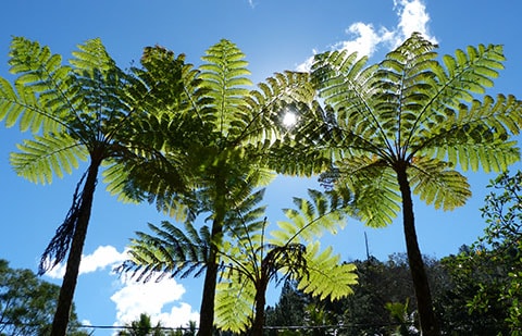 Tribe New Caledonia