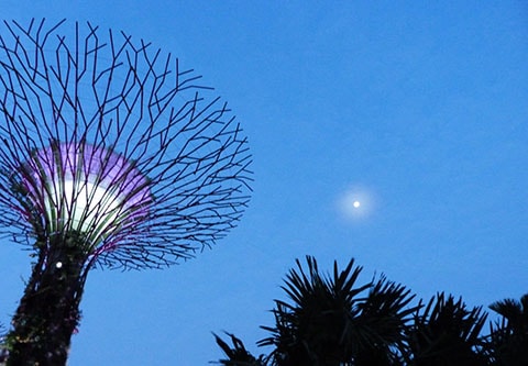 Gardens by the Bay supertrees