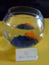 Goldfish
