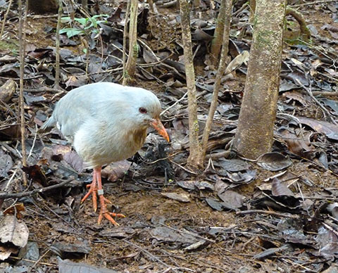 New Caledonia kagu