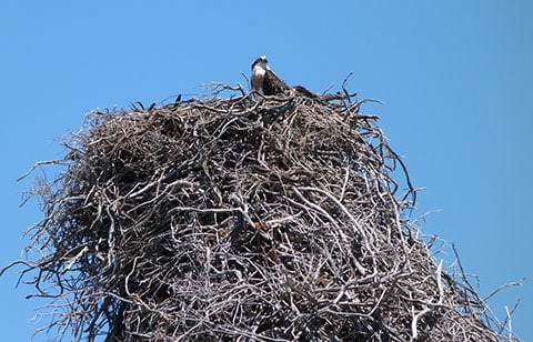 rottnest osprey