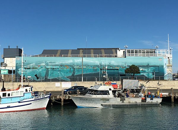 Napier mural art