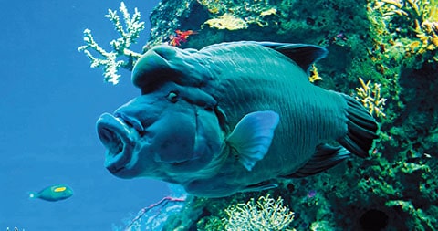 Aquarium