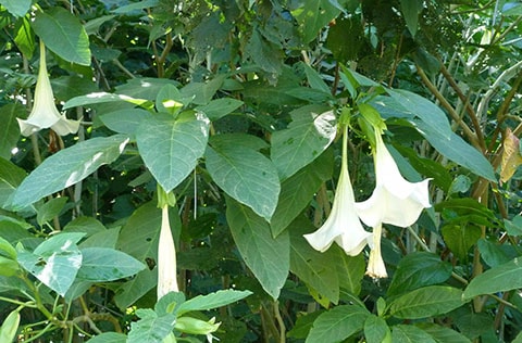 Angels Trumpet, New Caledonia