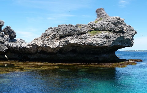 Osprey nest Rottnest