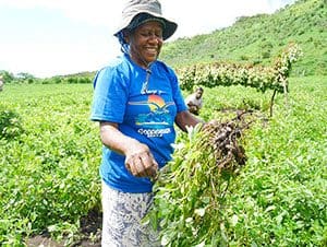 Peanuts Vanuatu