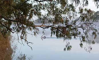 Murray River