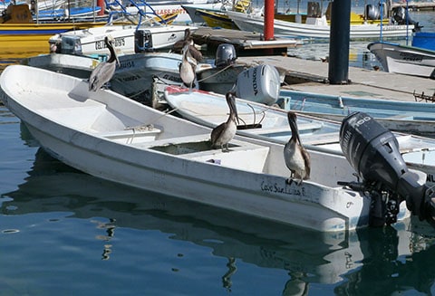 Pelicans at Cabo