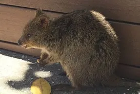 Quokker, Rottnest