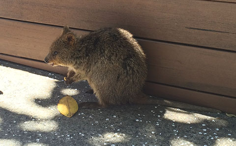 Quokker and leaf