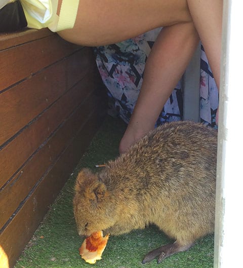 Rottnest