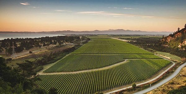 Wither Hills vines