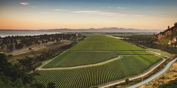 Wither Hills vines