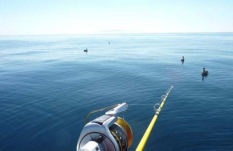 Marina del Rey fishing