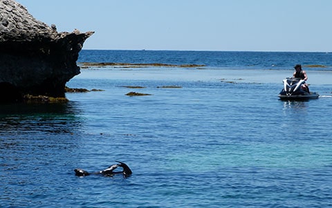 New Zealand fur seal Rottnest