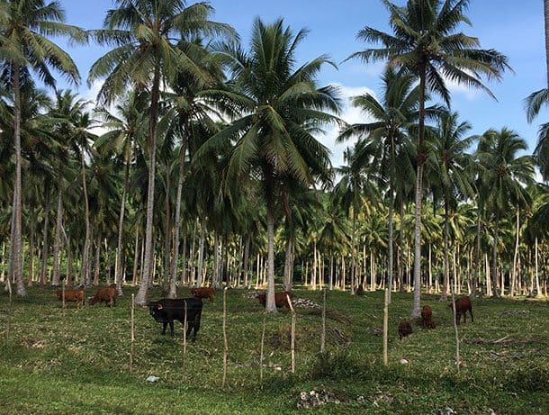 Santo cattle
