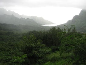 TahitiJungle