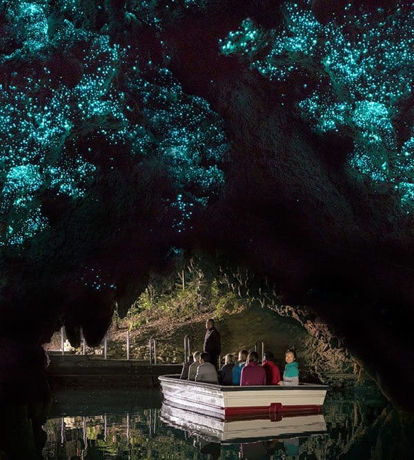 Waitomo glow worms