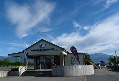 Whale Watch Kaikoura