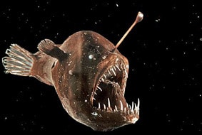 anglerfish